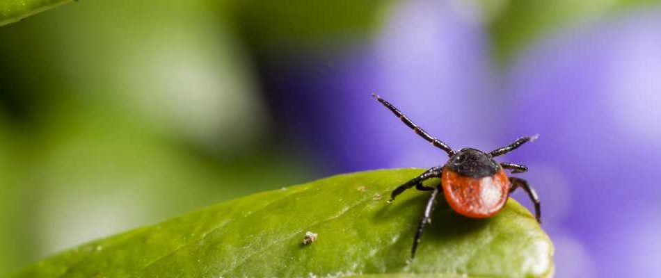 от укуса клеща